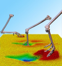 Simulation of a footprint using XROMMM data of a guineafowl